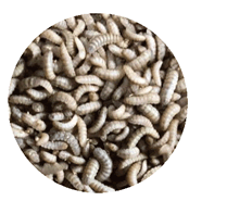 アメリカミズアブ幼虫