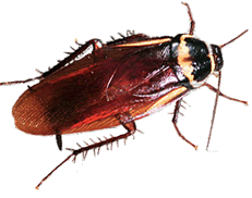 ワモンゴキブリ